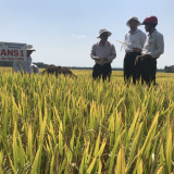 Hình ảnh lúa ANS1 tại Quảng Ngãi