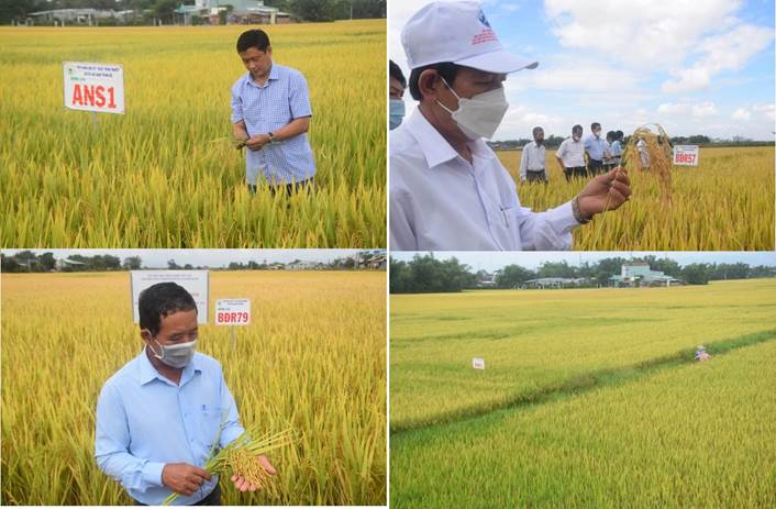 Bộ giống lúa mới cho năng suất cao, phù hợp với đồng đất Bình Định