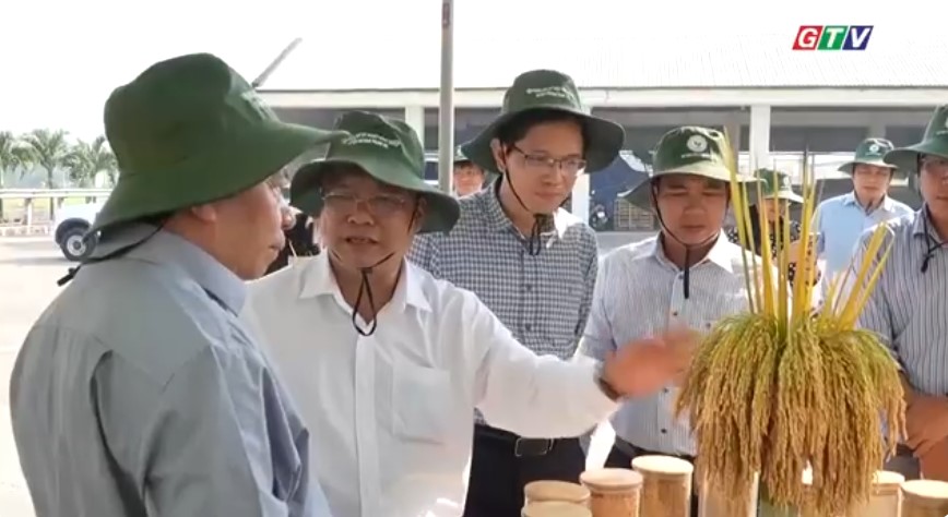 Thêm nhiều giống lúa được chọn tạo thành công, đáp ứng nhu cầu sản xuất