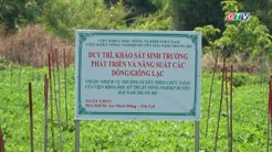 Chọn tạo giống cây trồng cạn thích nghi nắng hạn