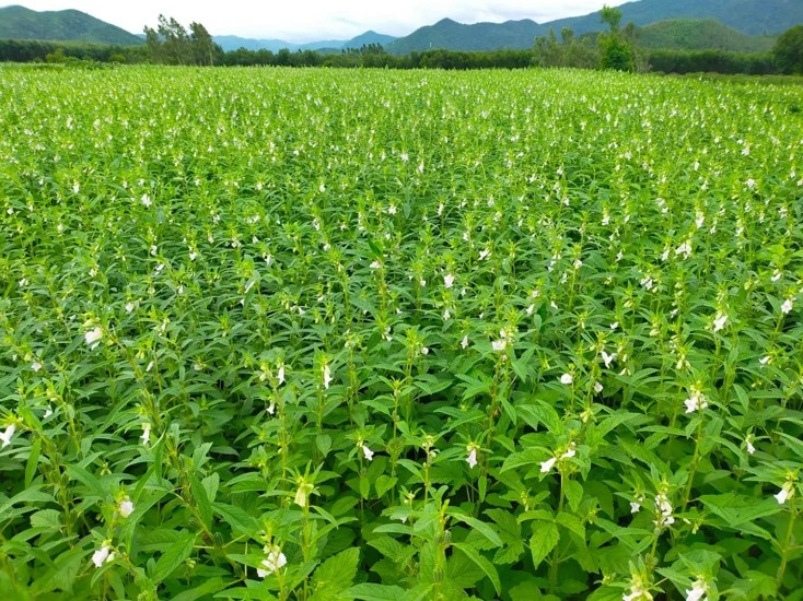 Dùng nước thông minh: [Bài 1} Chuyển đổi cây trồng chịu hạn
