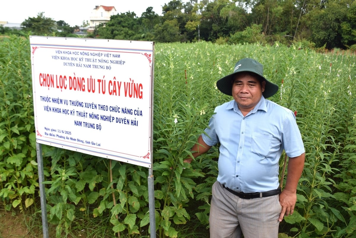 Giống mè chịu hạn tốt, năng suất gấp đôi bình thường